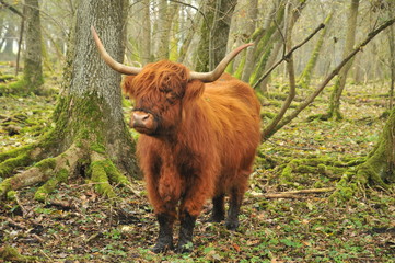 Schottisches Hochlandrind im Wald