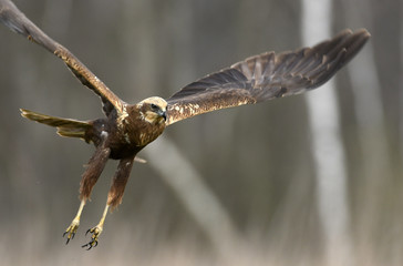 Marsh harrier (Circus aeruginosus)
