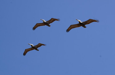Three Brown Pelicans fly in formation