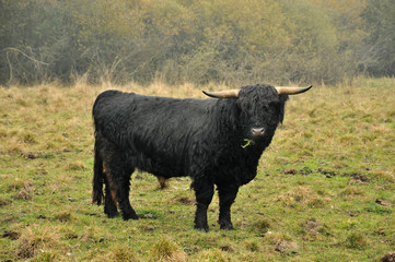 Schottisches Hochlandrind, Bulle 2