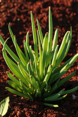 Onion Farming in Brazil