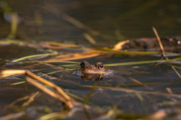 Fototapeta premium Common frog at breeding season during spring, head over water with reflections in warm afternoon light