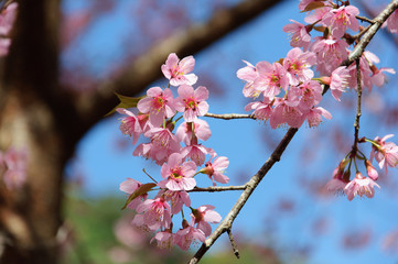 Flower queen tiger sakura Thailand , Cherry blossom