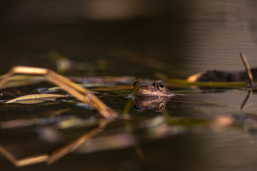 Common frog at breeding season during spring, head over water with reflections in warm afternoon light