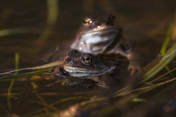 Common frog at breeding season during spring, head over water with reflections in warm afternoon light