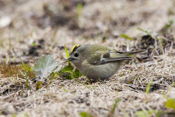 Goldcrest. Smallest bird in Europe, very funny, nice and cute with bright yellow hair, feeding on ground during spring migration.