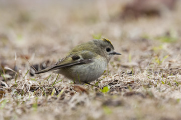 Goldcrest. Smallest bird in Europe, very funny, nice and cute with bright yellow hair, feeding on ground during spring migration.