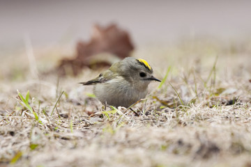 Goldcrest. Smallest bird in Europe, very funny, nice and cute with bright yellow hair, feeding on ground during spring migration.