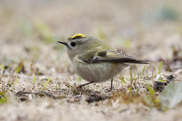 Goldcrest. Smallest bird in Europe, very funny, nice and cute with bright yellow hair, feeding on ground during spring migration.