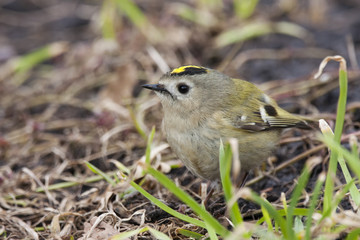 Goldcrest. Smallest bird in Europe, very funny, nice and cute with bright yellow hair, feeding on ground during spring migration.