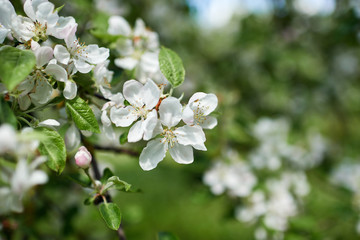 Blooming apple tree