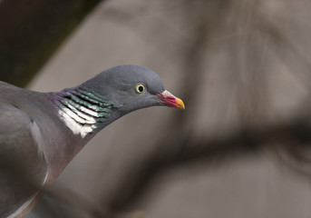 Common wood pigeon, Columba palumbus, perching on its nesting tree in Finland.