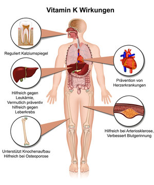 Vitamin K Wirkungen auf den menschlichen Körper, vektor illustration, Koagulation