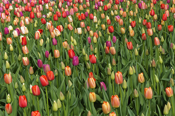 colorful blooming tulip field in spring
