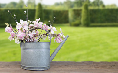 Zinc watering can with pink magnolia flowers and white 
blossom. Blurred garden in background. Spring concept.