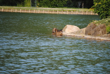 Fototapeta premium Ragondins