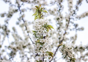 Many flowers on a cherry branch