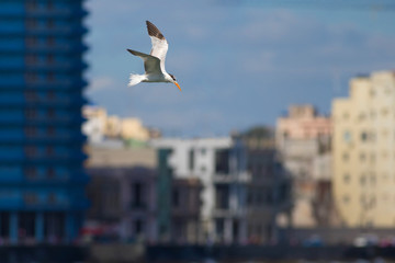 Royal tern bird is flying over city