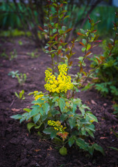 Yellow spring flower on a bush with green leaves