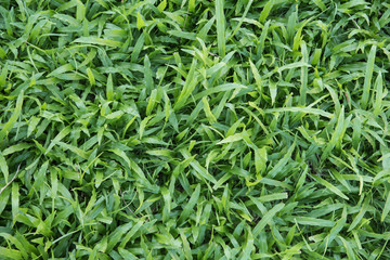 Green grass background turf grass textures surface
