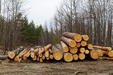 Logging. Pile of folded logs of trees lie on the ground in the forest.