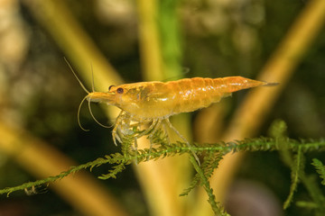 Red freshwater shrimp closeup shot in aquarium (genus Neocaridina)