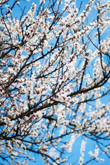 Spring apricots blossom