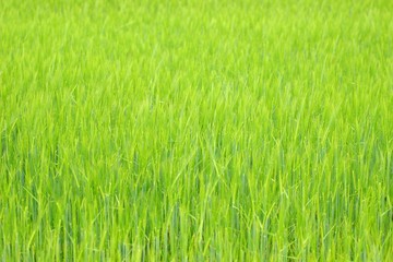 Green wheat field