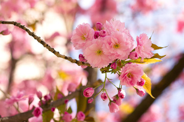 Fototapeta premium Pink sakura flowers in the park