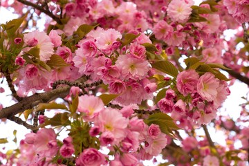 Pink sakura flowers in the park