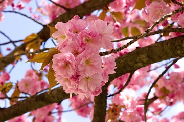 Pink sakura flowers in the park