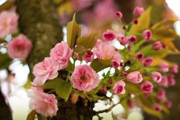 Fototapeta na wymiar Pink sakura flowers in the park