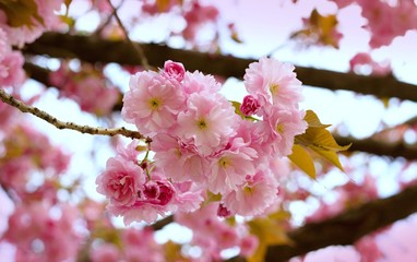 Pink sakura flowers in the park