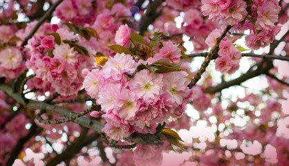 Pink sakura flowers in the park