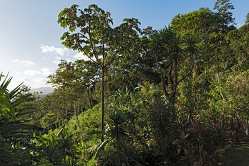 Fototapeta na wymiar Garden above the Lake Arenal at La Fortuna, Costa Rica