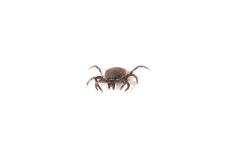 Macro shot of a tick. Isolated on white. Copy space.