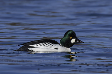 Fototapeta premium Common goldeneye (Bucephala clangula)