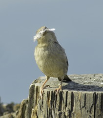 Young Sparrow on a dry stump holding in its beak a feather.
