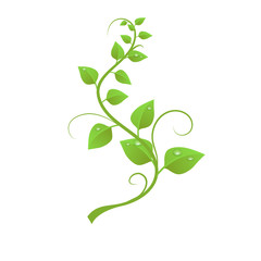 The green liana isolated on white background, vector illustration