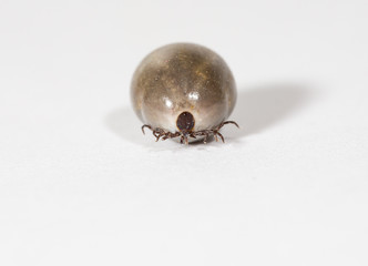 Tick full of blood. Isolated on white. Copy space.