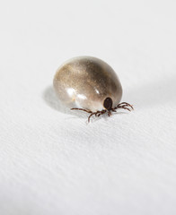 Tick full of blood. Isolated on white. Copy space.