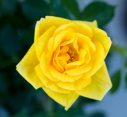 Yellow Rose