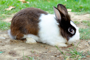 Black And White Little Rabbit On Grass