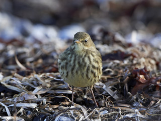 Eurasian rock pipit (Anthus petrosus)