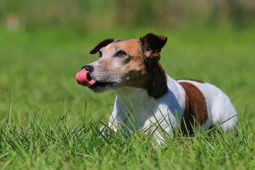 jack russell