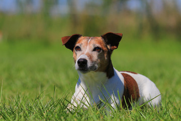 jack russell