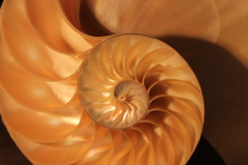 nautilus shell symmetry Fibonacci half cross section spiral golden ratio structure growth close up back lit mother of pearl close up ( pompilius nautilus )