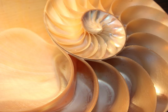 Nautilus Shell Cross Section Spiral Symmetry Fibonacci Half Golden Ratio Structure Growth Close Up Back Lit Mother Of Pearl Close Up Pompilius Nautilus Stock Photo Photograph Image Picture Stock Photo