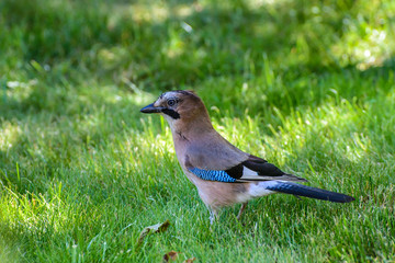 Bird Jay (Garrulus glandarius)