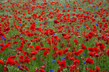 Obraz premium Mohnblumenfeld